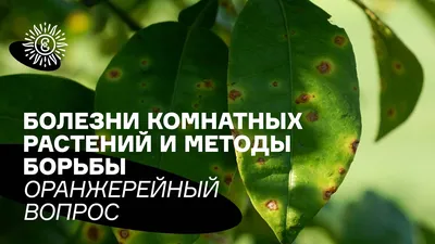 Щитовка: как с ней бороться и как избавиться от вредителя комнатных растений