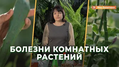 Как вылечить болезни комнатных растений - YouTube | Растения, Комнатные  растения, Болезнь