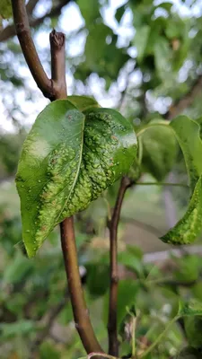Определяем грибковые заболевания груши по листьям | Любимая усадьба | Дзен