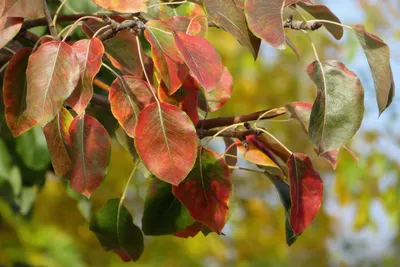 Листья у груши: почему скручиваются, желтеют, покрыты оранжевыми, желтыми  пятнами, краснеют, сохнут, мелкие, лечение и профилактика