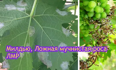 Оэдема вегетирующих саженцев винограда