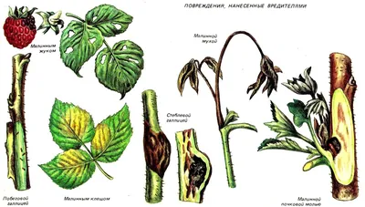 Как лечить болезни малины и бороться с вредителями | Мир Садоводства