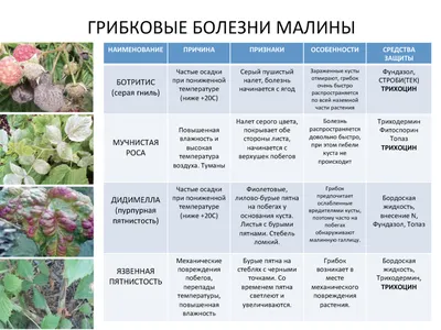 Методы борьбы с болезнями малины | Полезные советы от GREEN BELT