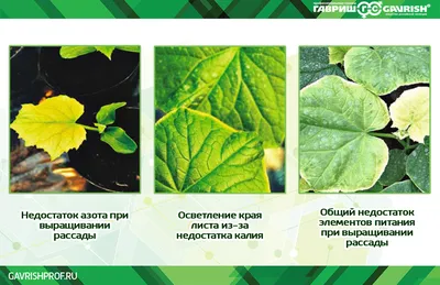 13 наиболее распространенных болезней огурцов: признаки, риски и советы,  как с ними бороться | AgroMarket интернет магазин семян
