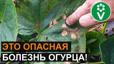 Болезни огурца в теплице — опыты с фунгицидами