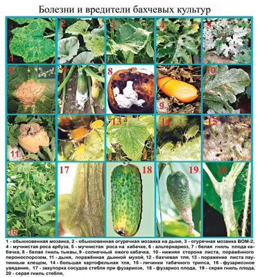 Болезни и вредители огурцов на 