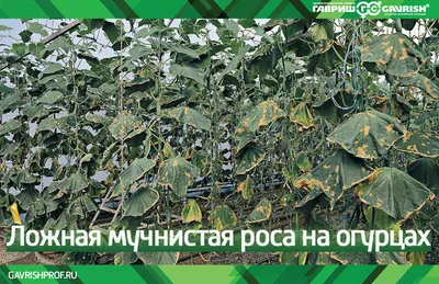 Определяем по листьям, что не так с огурцами – вянут, увядают, покрываются  пятнами