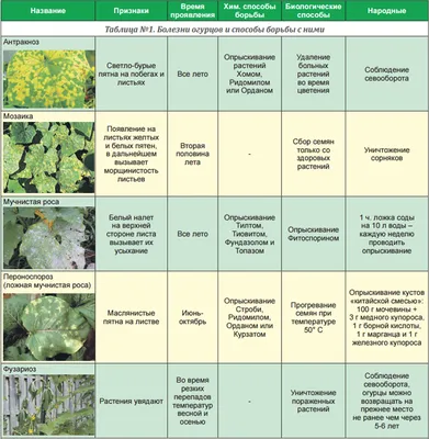 Огуречные напасти. Как определить болезни огурцов по листьям?