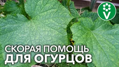 Пероноспороз огурцов - причины и лечение. Новости на 