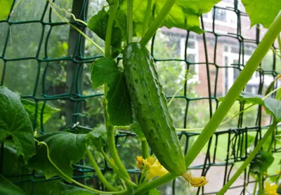 🥒 Шпаргалка. Болезни огурцов, профилактика, способы лечения /  -  Клуб уСПешных приобретений