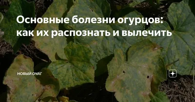 Болезни томатов и огурцов в июне-июле. Ставим диагноз по фото