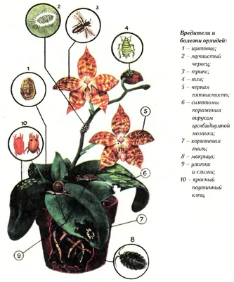 Болезни орхидей - Форум - Фаленопсис - Орхидеи - Комнатные растения -  