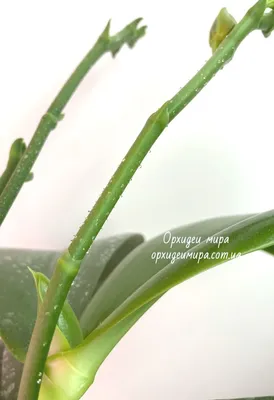 BUMPS, growths, pimples on orchid leaves. I'll help you figure it out. A  little CHATTER - YouTube