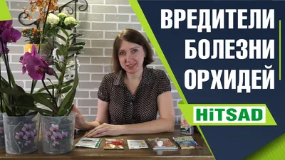 Болезни орхидей и их лечение ч.1 | По секрету обо всём | Дзен