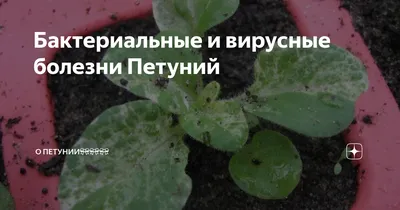 Желтеют листья у петунии: болезни петунии - Agro-Market