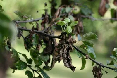Неинфекционные и инфекционные заболевания плодовых деревьев, сада