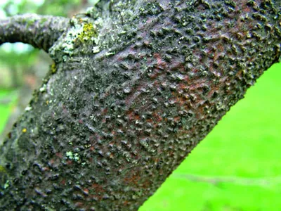 Болезни коры плодовых деревьев | Лечение растрескивания