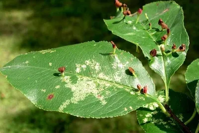 Защита плодовых деревьев от насекомых вредителей и болезней