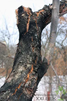 Болезни яблонь и их лечение. Услуги профессионалов.