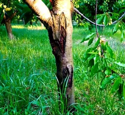 Ржавчина на деревьях и кустарниках: причины и признаки появления, как  избавиться
