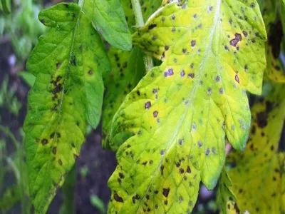 Плодовые деревья в Латгалии поражает бактериальный ожог / Статья