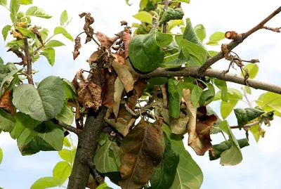 Болезни плодовых деревьев в саду. Ущерб, нанесенный грибку Apple Стоковое  Изображение - изображение насчитывающей весна, работа: 175342119
