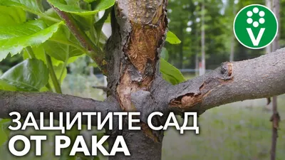 САМАЯ СТРАШНАЯ БОЛЕЗНЬ ПЛОДОВЫХ - РАК. Как определить и как лечить? -  YouTube