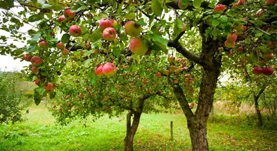 Рак плодовых деревьев: лечение и профилактика