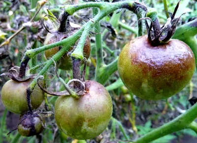 Виды болезней томатов - Agro-Market