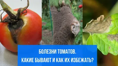 Подскажите, что за болезнь томатов? - ответы экспертов 