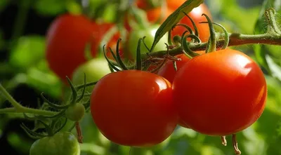 Болезни томатов в теплице и открытом грунте: описание с фотографиями |  