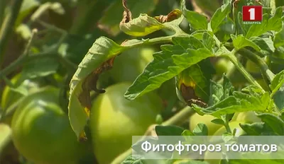 Томаты: 11 типичных ошибок выращивания – выбор сортов, полив, подкормки,  обрезка