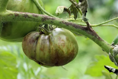 Чем болеют томаты: самые распространенные болезни помидоров - Статья -  Журнал - FORUMHOUSE