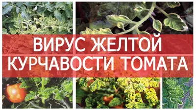 Болезни томатов: описания с фото и методы предупреждения и лечения