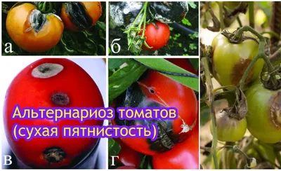 Самые частые болезни томатов: фото, описания, меры борьбы