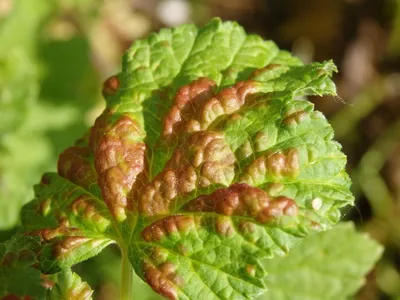 Болезни смородины и борьба с ними - Agro-Market