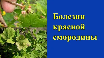 Болезни крыжовника и черной смородины — Soncesad Болезни крыжовника и  черной смородины — Soncesad