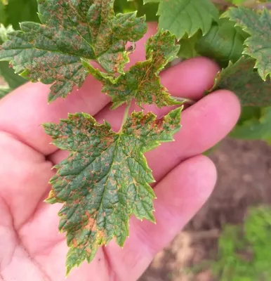 Болезни смородины и борьба с ними - Agro-Market