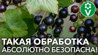 На смородине закручиваются листья. Симптоматика заражения смородины.  Описание основных насекомых-вредителей и заболеваний инфицирующих листья  смородины. Способы лечения патогенных болезней и методы борьбы с насекомыми  на смородине