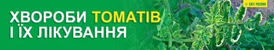 Хвороби томатів фото та їх лікування. У відкритому ґрунті, в теплиці.  Грибкові хвороби томатів - YouTube