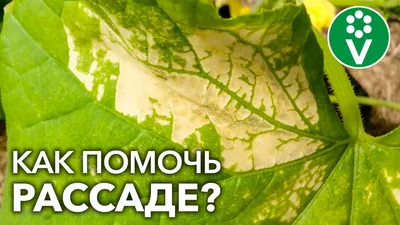 Болезни томатов, фото, описание и способы лечения | Агро Сіті