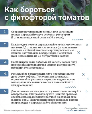 Десять самых распространенных болезней помидоров: как с ними бороться и  меры профилактики — Дом