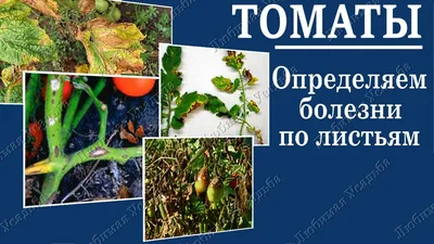 Болезни томатов: причины и способы борьбы