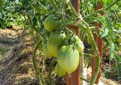 Как правильно выращивать помидоры, самые распространенные болезни томатов -   - Фонтанка.Ру
