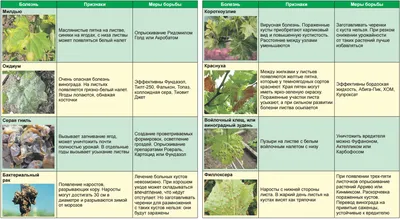 Болезни винограда и борьба с ними, описание, фото