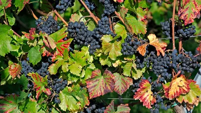 Болезни винограда и их лечение: описание с фотографиями, меры борьбы