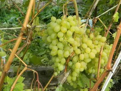 Виноград: болезни и вредители кустарника, борьба с ними разными методами