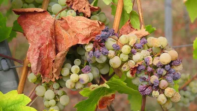 Болезни винограда и их лечение, а также борьба с вредителями и меры  профилактики