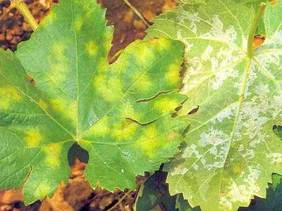 Болезни листьев винограда - профилактика и лечение