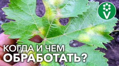 Болезни винограда: фото, описание, методы лечения и профилактики